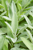 Salvia officinalis