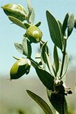 Simmondsia chinensis