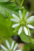 Stellaria media (Chickweed)