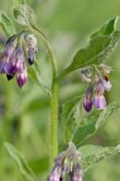 Symphytum officinale (Comfrey)