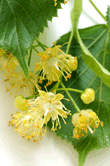 Tilia europaea (Linden)