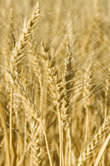 Triticum vulgare