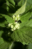 Urtica dioica