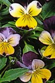 Viola tricolor (Heartsease)