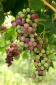 Vitis vinifera (Grape)